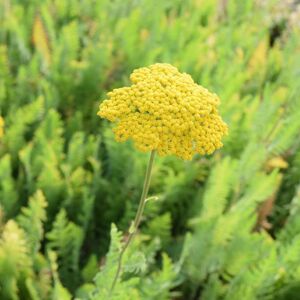 Achillea filipendulina 'Cloth of Gold' ---